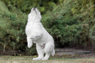 Orta Asya çoban köpeği yavrusu. Beyaz köpek. Köpek kumu. Köpek kulübesi. Dev köpek yavrusu.