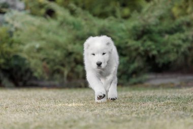 Orta Asya çoban köpeği yavrusu. Beyaz köpek. Köpek kumu. Köpek kulübesi. Dev köpek yavrusu.