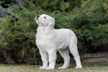 Orta Asya çoban köpeği yavrusu. Beyaz köpek. Köpek kumu. Köpek kulübesi. Dev köpek yavrusu.