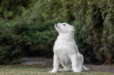 Orta Asya çoban köpeği yavrusu. Beyaz köpek. Köpek kumu. Köpek kulübesi. Dev köpek yavrusu.