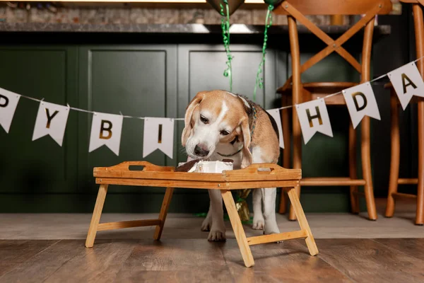 Dog Happy Birthday Party. Beagle dog breed. Happy dog eating delicious cake. Dog party at home
