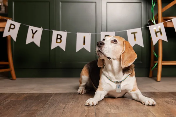 Dog Happy Birthday Party Beagle Dog Breed Happy Dog Dog — Stock Photo, Image