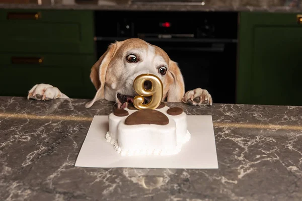 Kutya Boldog Születésnapot Beagle Kutyafajta Boldog Kutya Eszik Finom Tortát — Stock Fotó