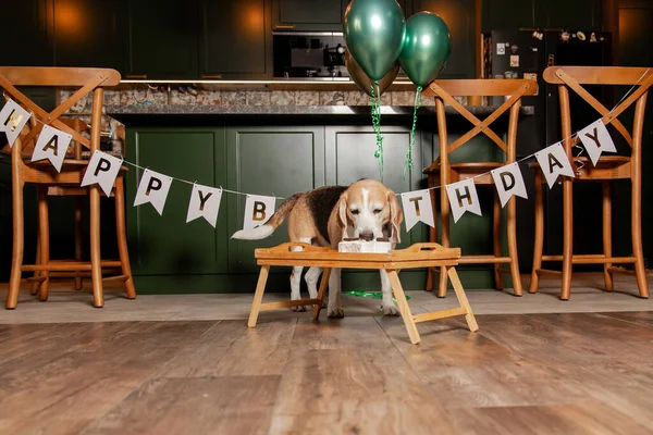İyi ki doğdun. Av köpeği cinsi. Mutlu köpek lezzetli pasta yiyor. Köpek partisi evde.