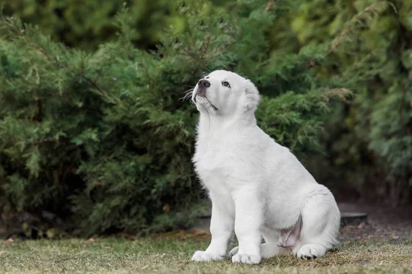 Central Asian Shepherd Dog Puppy Bílé Štěně Psí Stelivo Chovatelská — Stock fotografie