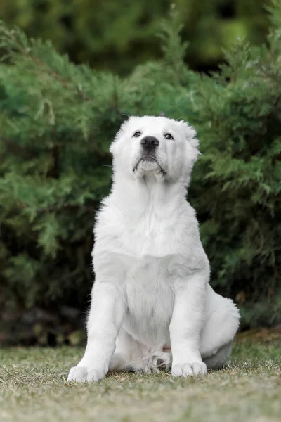 中亚牧羊犬 白色的小狗狗窝 大狗养小狗 — 图库照片