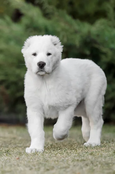 Cachorro Pastor Ásia Central Cãozinho Branco Lixo Cão Canil Cachorrinho — Fotografia de Stock