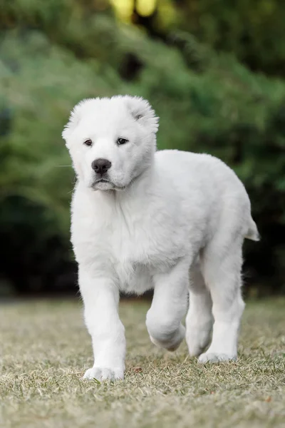 Central Asian Shepherd Dog Cachorro Cachorro Blanco Basura Perro Perrera —  Fotos de Stock