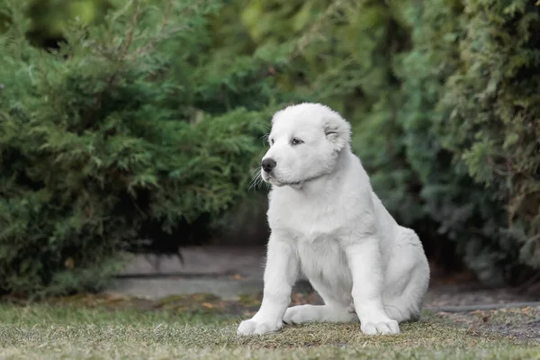 Central Asian Shepherd Dog Puppy Bílé Štěně Psí Stelivo Chovatelská — Stock fotografie