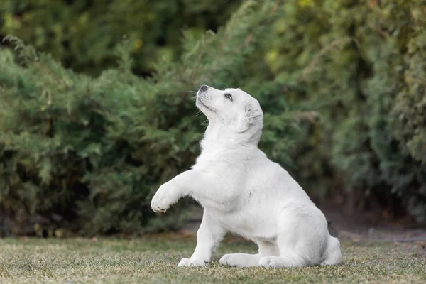 Centralasiatiska Shepherd Dog Valp Vit Valp Hundkull Kennel Gigant Hund — Stockfoto