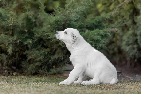 中央アジアの羊飼い犬の子犬 白い子犬 犬の糞 ケンネル 巨大な犬の品種の子犬 — ストック写真