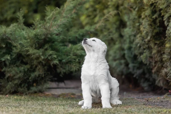 ขเอเช ยกลางเชพเพ กหมาขาว ขยะส เคนเนล กะแกรนท — ภาพถ่ายสต็อก