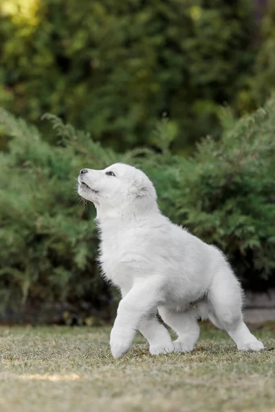 Cucciolo Cane Pastore Dell Asia Centrale Cucciolo Bianco Lettiera Cani — Foto Stock