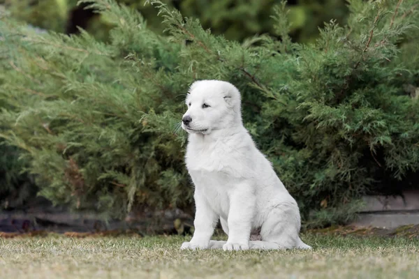 Centraal Aziatische Herder Hond Puppy Witte Puppy Hondenpoep Kennel Gigant — Stockfoto