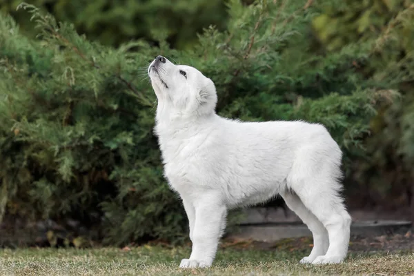Orta Asya Çoban Köpeği Yavrusu Beyaz Köpek Köpek Kumu Köpek — Stok fotoğraf