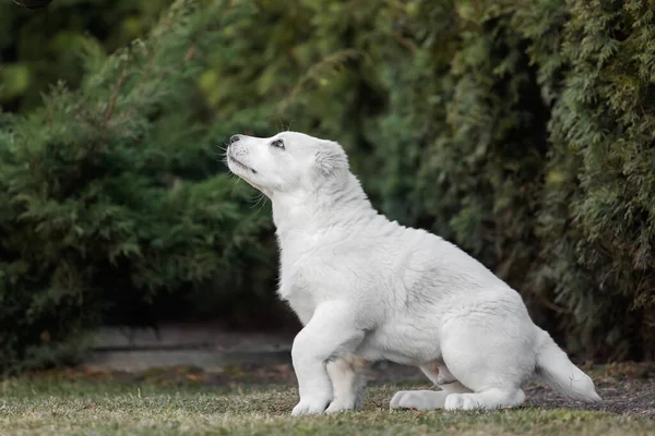 Κουτάβι Της Κεντρικής Ασίας Λευκό Κουτάβι Σκυλίσια Σκουπίδια Κενέλ Γιγάντιο — Φωτογραφία Αρχείου