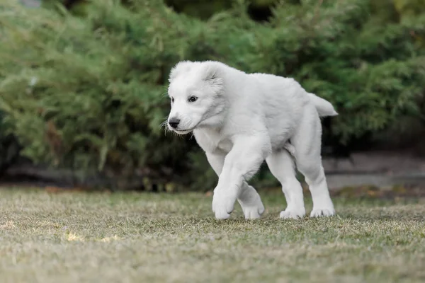 Cachorro Pastor Ásia Central Cãozinho Branco Lixo Cão Canil Cachorrinho — Fotografia de Stock