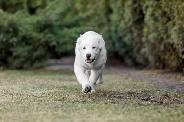 Zentralasiatischer Schäferhund Welpe Weiße Welpen Hundestreu Zwinger Riesiger Hundewelpe — Stockfoto