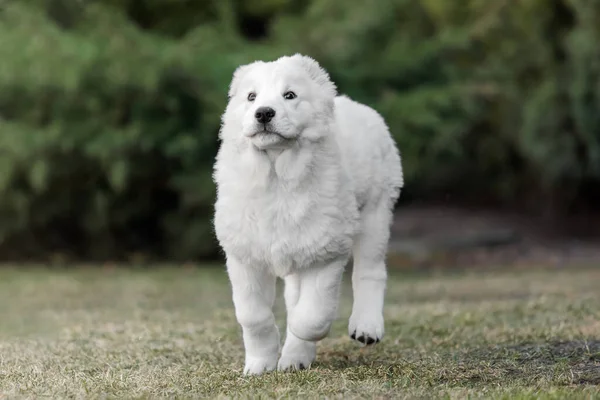 中央アジアの羊飼い犬の子犬 白い子犬 犬の糞 ケンネル 巨大な犬の品種の子犬 — ストック写真