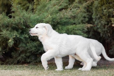 Orta Asya çoban köpeği yavrusu. Beyaz köpek. Köpek kumu. Köpek kulübesi. Dev köpek yavrusu.