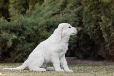 Orta Asya çoban köpeği yavrusu. Beyaz köpek. Köpek kumu. Köpek kulübesi. Dev köpek yavrusu.