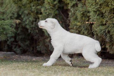 Orta Asya çoban köpeği yavrusu. Beyaz köpek. Köpek kumu. Köpek kulübesi. Dev köpek yavrusu.