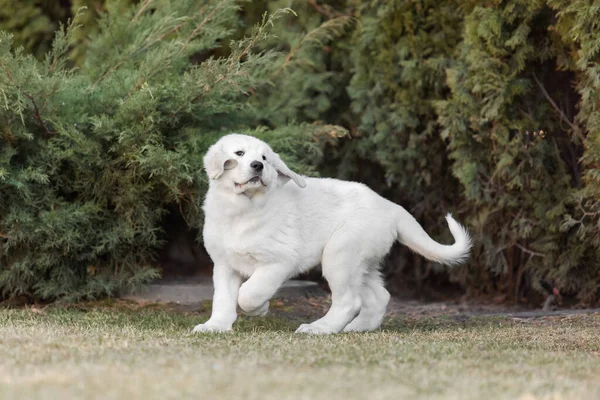 아시아 셰퍼드 강아지 배설물 강아지 — 스톡 사진