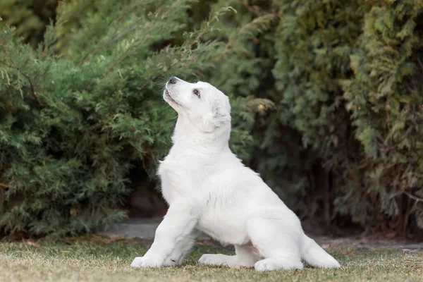 Central Asian Shepherd Dog Cachorro Cachorro Blanco Basura Perro Perrera —  Fotos de Stock