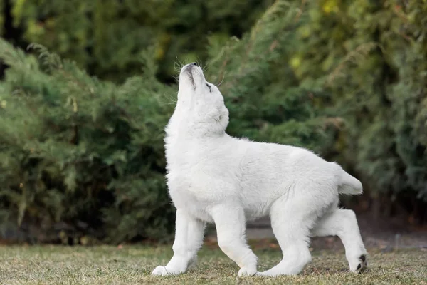 Orta Asya Çoban Köpeği Yavrusu Beyaz Köpek Köpek Kumu Köpek — Stok fotoğraf