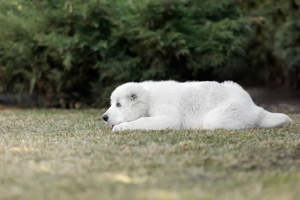 Κουτάβι Της Κεντρικής Ασίας Λευκό Κουτάβι Σκυλίσια Σκουπίδια Κενέλ Γιγάντιο — Φωτογραφία Αρχείου