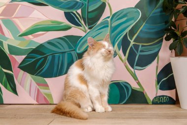 Sevimli ev kedisi huzur dolu bir ifadeyle ve büyüleyici gözleriyle evde uzanıyor. Konforlu ve büyüleyici ev dekorasyonu, evcil hayvan teması ya da kedi cazibesine ihtiyaç duyan her proje için mükemmel..