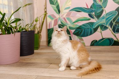 Sevimli ev kedisi huzur dolu bir ifadeyle ve büyüleyici gözleriyle evde uzanıyor. Konforlu ve büyüleyici ev dekorasyonu, evcil hayvan teması ya da kedi cazibesine ihtiyaç duyan her proje için mükemmel..
