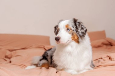 Evde minyatür Amerikan çoban köpeği, rahat mobilyalar ve sıcak aydınlatmalarla çevrili, büyüleyici bir iç mekan yaratıyor.