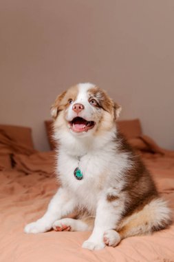 Sevimli Avustralya çoban köpeği evde dinleniyor. Güzel kürkü ve anlamlı gözleri olan tatlı ve oyuncu bir arkadaş. Evcil hayvan projeleri için mükemmel