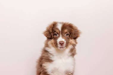 Sevimli Avustralya çoban köpeği evde dinleniyor. Güzel kürkü ve anlamlı gözleri olan tatlı ve oyuncu bir arkadaş. Evcil hayvan projeleri için mükemmel