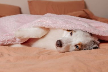 Sıcak köpek uykusu zamanı. Avustralyalı bir köpek rahat bir yatakta sıcak bir ekosenin altına sokulur. Hayvan severler, rahatlama temalı içerik. Avustralya çoban köpeği. Minyatür Amerikan Çoban Köpeği