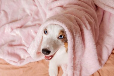 Sıcak köpek uykusu zamanı. Avustralyalı bir köpek rahat bir yatakta sıcak bir ekosenin altına sokulur. Hayvan severler, rahatlama temalı içerik. Avustralya çoban köpeği. Minyatür Amerikan Çoban Köpeği