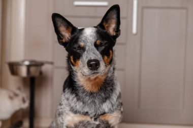 Avustralya sığır köpeği, arkasında kediyle yerde oturuyor.