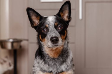 Avustralya sığır köpeği, arkasında kediyle yerde oturuyor.