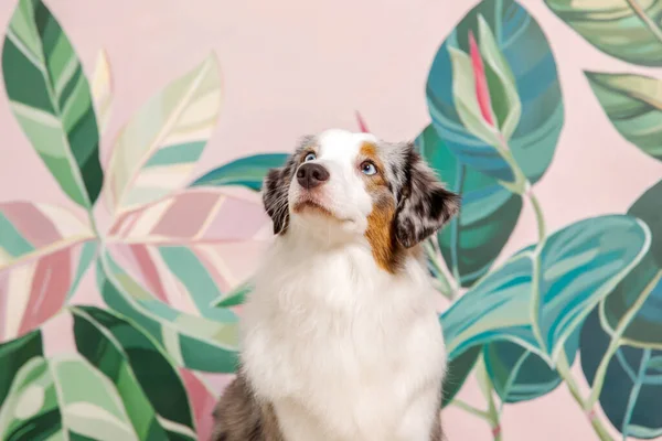 Miniatur Anjing Gembala Amerika Rumah Dikelilingi Oleh Perabotan Nyaman Dan — Stok Foto