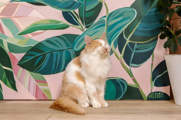 Чарівний Домашній Кіт Розслабляється Вдома Мирним Виразом Захоплюючими Очима Ідеально — стокове фото