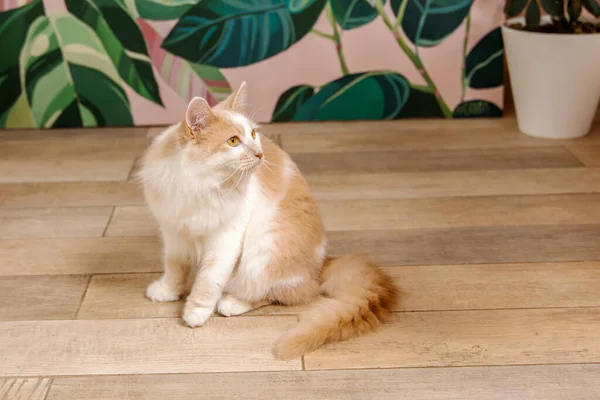 stock image Adorable house cat lounging at home, with a peaceful expression and captivating eyes. Perfect for cozy and charming home decor, pet-related themes, or any project that needs a touch of feline charm.