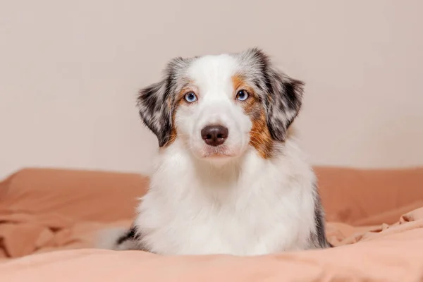 Miniatură Câine Ciobănesc American Domiciliu Înconjurat Mobilier Confortabil Iluminat Cald — Fotografie, imagine de stoc