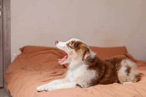 Adorável Cachorro Pastor Australiano Relaxante Casa Companheiro Doce Brincalhão Com — Fotografia de Stock