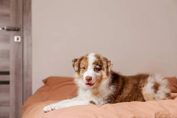 Anjing Gembala Australia Yang Menggemaskan Rumah Manis Dan Menyenangkan Pendamping — Stok Foto
