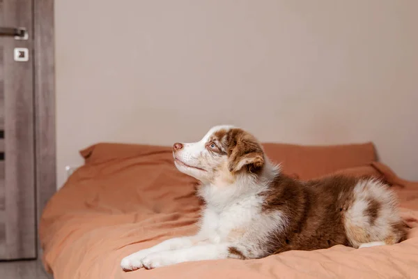 스러운 오스트레일리아 강아지 가집에서 아름다운 표현하는 달콤하고 장난기있는 동반자 프로젝트에 — 스톡 사진