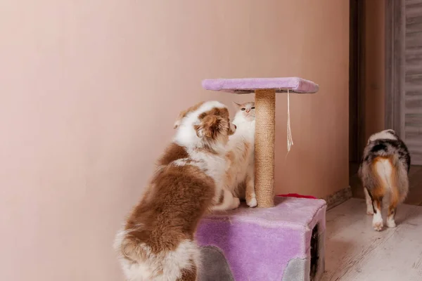 Adorável Cachorro Pastor Australiano Brincando Com Gato Casa Doce Brincalhão — Fotografia de Stock