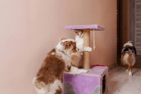Αξιολάτρευτο Κουτάβι Αυστραλός Ποιμενικός Παίζει Γάτα Στο Σπίτι Γλυκό Και — Φωτογραφία Αρχείου