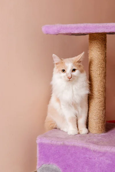 Adorável Casa Gato Lounging Casa Com Uma Expressão Pacífica Olhos — Fotografia de Stock