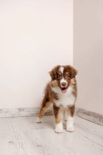 Adorabile Cucciolo Pastore Australiano Che Rilassa Casa Compagno Dolce Giocoso — Foto Stock